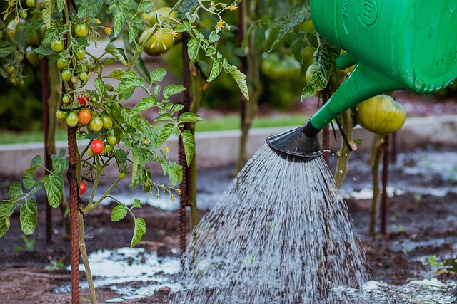 Garten mit Gießkanne und Regenwasser bewässern